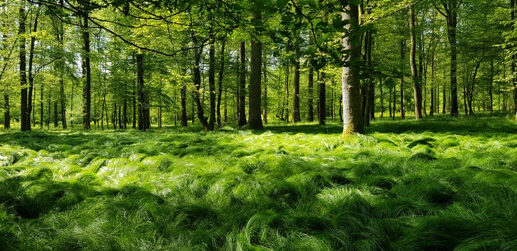 Un bosque cubierto de hierba alta.