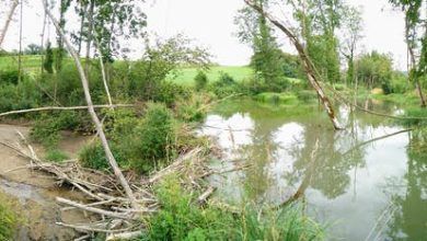 Presa de castor de ramas con río profundo en un lado y goteo de agua en el lecho del río en el otro lado.