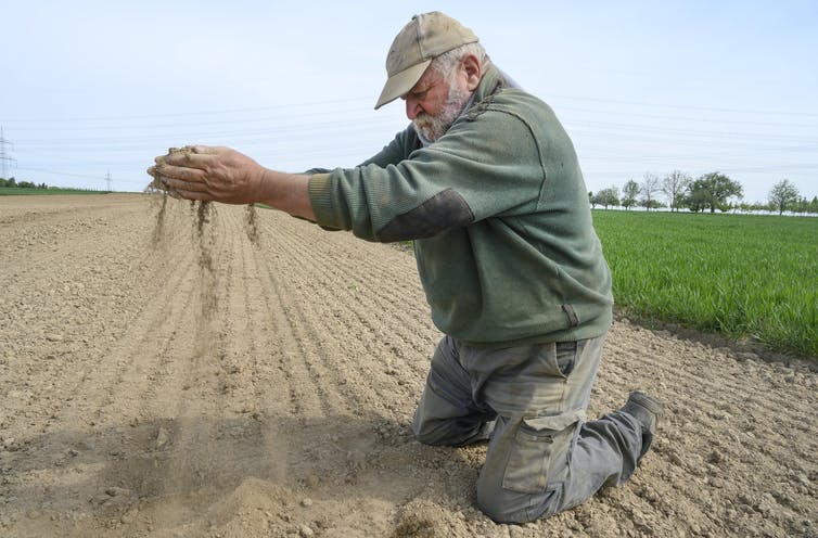 La tierra seca corre entre sus dedos mientras el granjero Roland Hield muestra sus campos secos en Alemania.