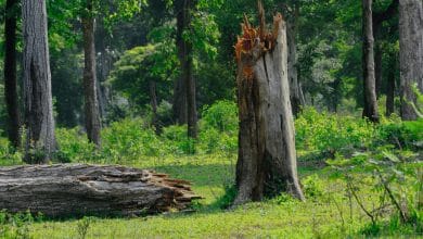 El nuevo informe 'State of Forests' de India no se trata de bosques - The Wire Science