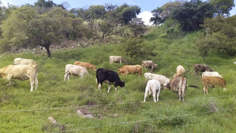 Las vacas multicolores pastan en un campo cerrado que contiene hierba, árboles y otras plantas.