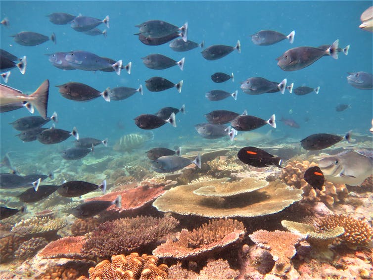 Peces grises nadando sobre coral