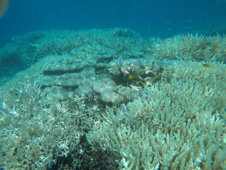 coral blanqueador