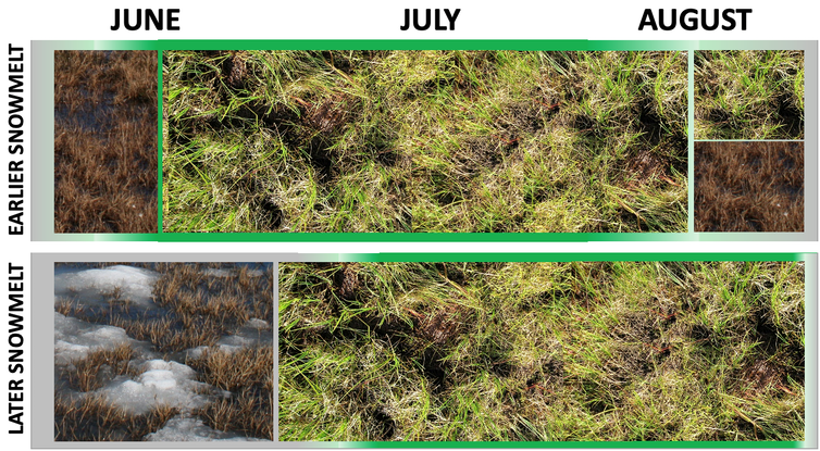 Gráficos de crecimiento de plantas para el deshielo temprano y tardío que muestran los cambios en la temporada de crecimiento de julio-agosto a junio-julio.