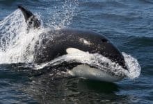 A medida que el hielo marino del Ártico se derrite, las orcas se están moviendo