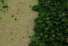 La Amazonía sufre una severa deforestación, lo que lleva a