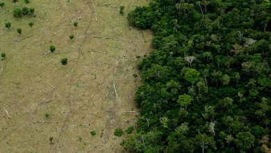 La Amazonía sufre una severa deforestación, lo que lleva a