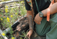 Chad Brown examina una plántula cerca de un tronco caído en la cicatriz de la quemadura de Las Conchas.