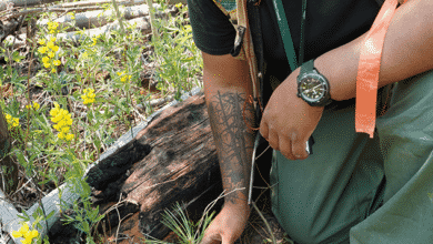 Chad Brown examina una plántula cerca de un tronco caído en la cicatriz de la quemadura de Las Conchas.