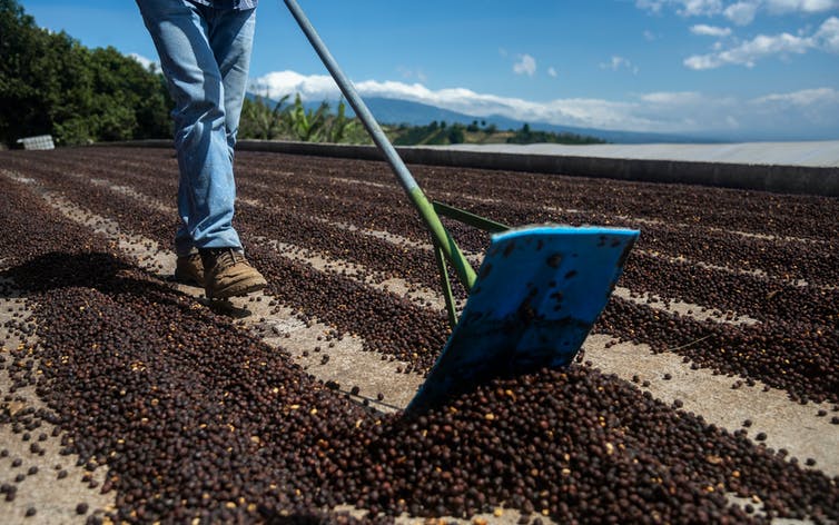 Un hombre recoge granos de café y los deja secar en una finca en Costa Rica.