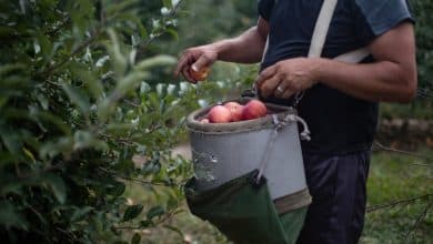 Cómo está afectando el cambio climático a la cosecha de manzanas de este año