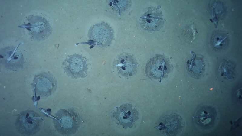 Foto de muchos peces de hielo y sus nidos tomada desde arriba