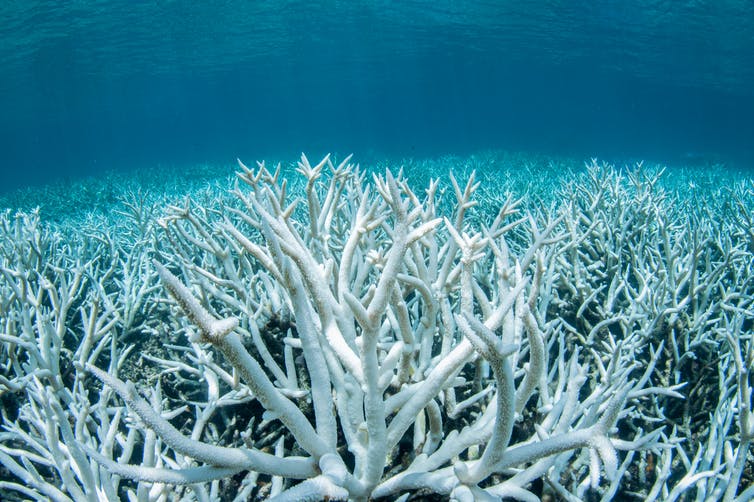 Coral blanqueador, Gran Barrera de Coral