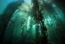 El oscurecimiento costero puede detener el potencial sumidero de carbono de las algas marinas