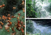 Anelosimus Eximius es una araña social que ataca a cientos de presas...