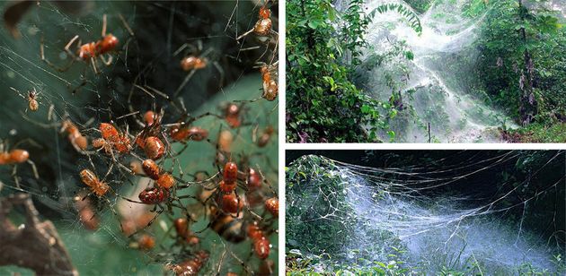 Anelosimus Eximius es una araña social que ataca a cientos de presas...