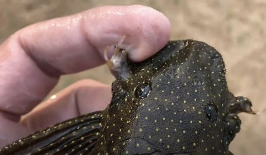 Posesión de bagre de Wolverine