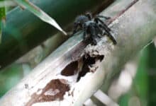 La araña 'bambootula' recién descubierta vive en tallos de bambú