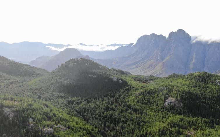 Toma aérea de pinos invasores que crecen en las Montañas del Cabo.