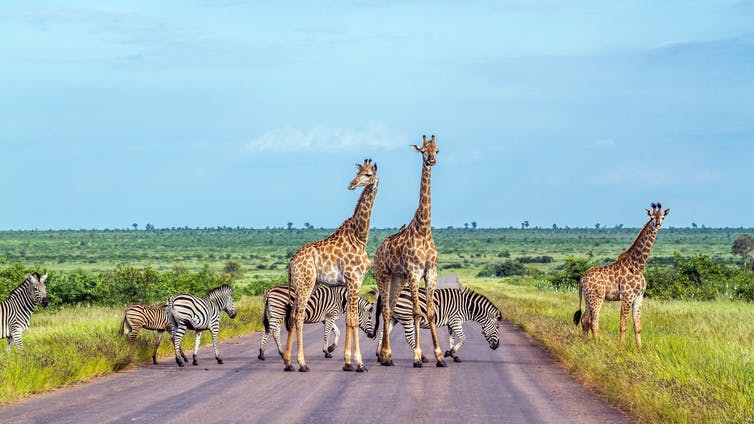 Jirafas y cebras de las llanuras en el Parque Nacional Kruger, Sudáfrica.