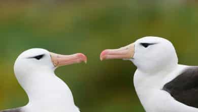 Las tasas de 'divorcio' de Albatros aumentan a medida que los océanos se calientan