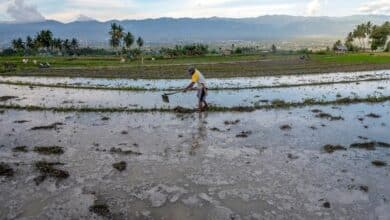 Llamada de atención: el cambio climático amenaza el cultivo de arroz