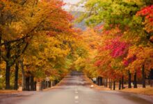 árboles de otoño en una carretera