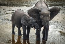 Los elefantes de los bosques de África ahora están en peligro de extinción (Foto:...