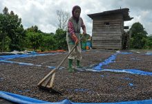 Agricultores en Merangin, Jambi, Indonesia, procesan frijoles robusta después de la cosecha