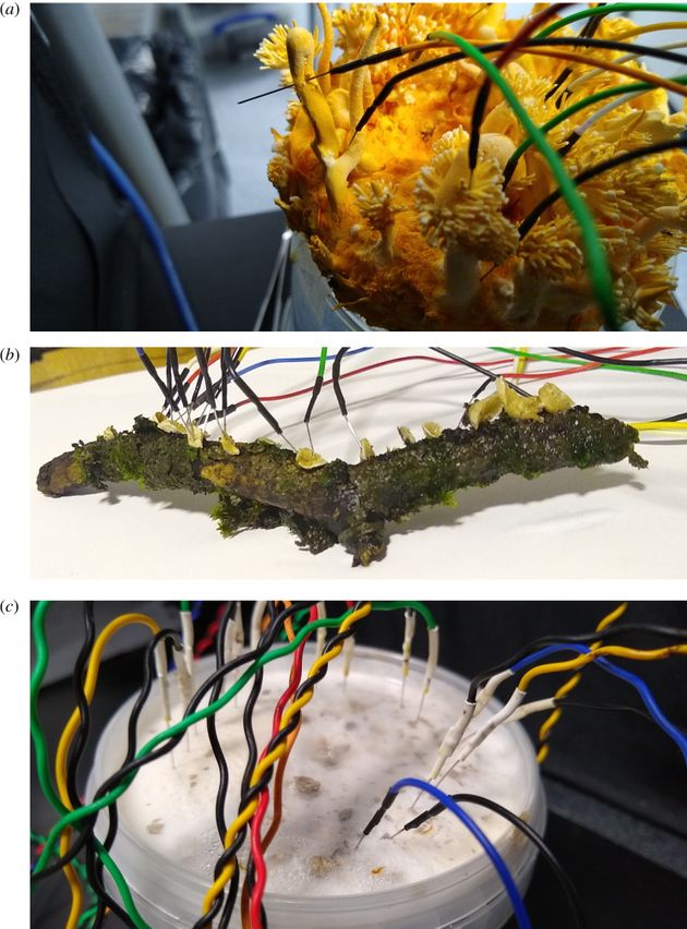 Fotos de experimentos, setas conectadas a microelectrodos…