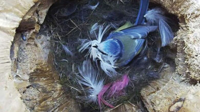 Una foto mirando hacia abajo a un nido de pájaro tit azul con varias plumas grandes esparcidas alrededor