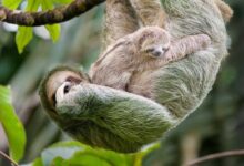 Ecuador se convirtió en el primer país en otorgar derechos legales a la vida silvestre, al igual que estos dos...