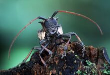 Según el estudio, el escarabajo de cuernos largos es un insecto invasor con un alto impacto económico…