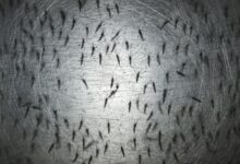 Los primeros mosquitos transgénicos liberados en los EE. UU. ahora están eclosionando