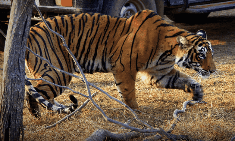 Los tigres de Ranthambore tienen el doble de consanguíneos en el centro y sur de India - The Wire Science