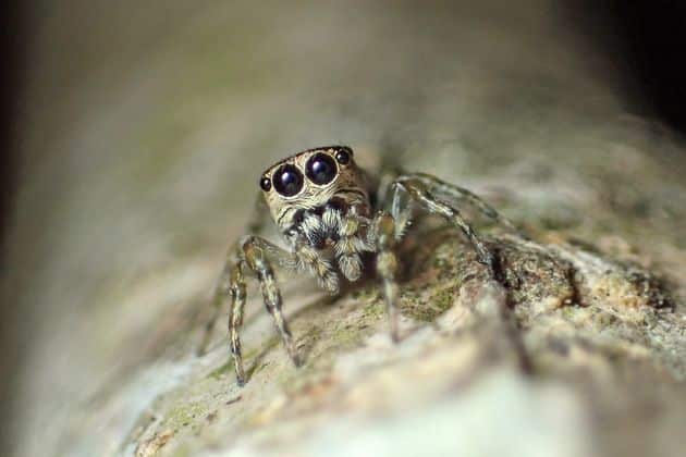 Foto de Gurius minuano, araña saltadora y la especie número 50.000