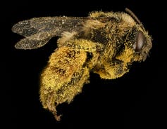 Las abejas vuelan y están cubiertas de partículas de color amarillo brillante.