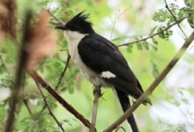 ¿Ayudará el nuevo estatus de 'santuario de aves' a los humedales de Kazhuveli en Tamil Nadu? – Ciencia del alambre
