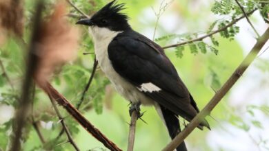 ¿Ayudará el nuevo estatus de 'santuario de aves' a los humedales de Kazhuveli en Tamil Nadu? – Ciencia del alambre