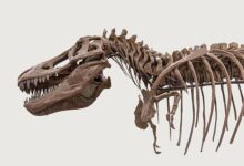 Tyrannosaurus rex tenía armas pequeñas, cuyo propósito aún se desconoce