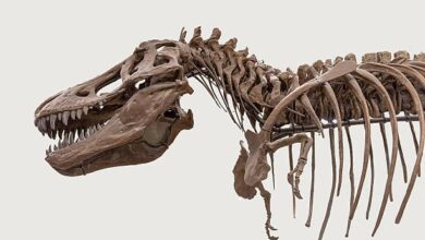 Tyrannosaurus rex tenía armas pequeñas, cuyo propósito aún se desconoce