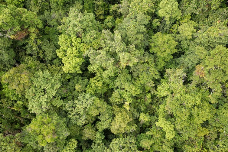 Una fotografía aérea mirando hacia abajo en un bosque desde arriba.