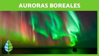 Auroras Boreales ¿Qué son y cómo se forman?  🌌