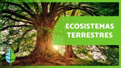 Ecosistemas Terrestres: Características y Tipos 🏔️🏜️