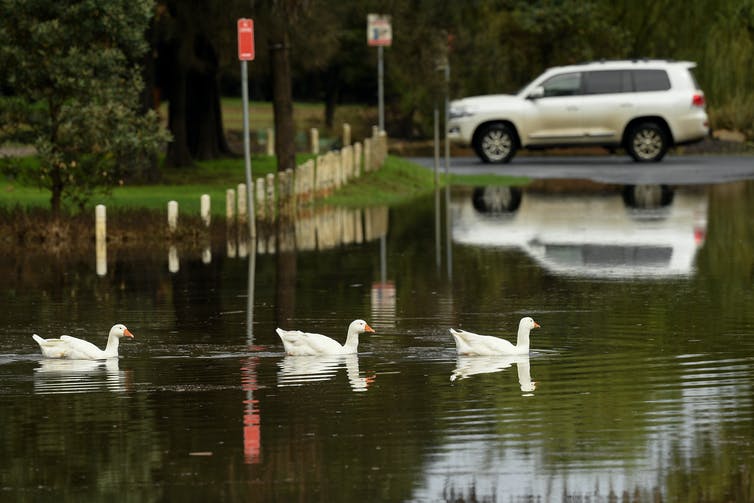 Los cisnes se deslizan sobre un camino inundado
