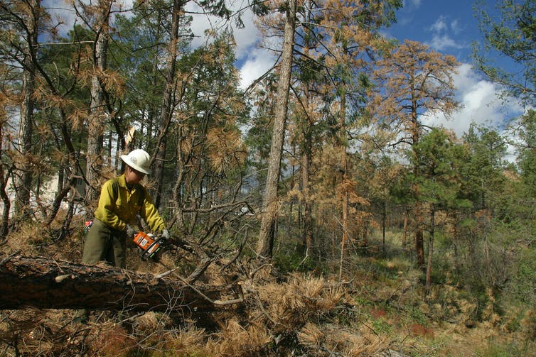 Una técnica forestal femenina corta un árbol caído con una motosierra en un bosque con pinos muertos y moribundos con agujas marrones.
