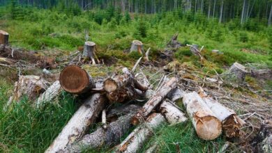 Los bosques europeos se han vuelto más vulnerables a los brotes de insectos