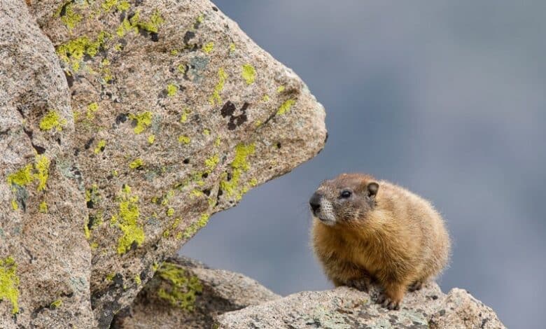 Los mamíferos de montaña suben más alto para combatir el calor
