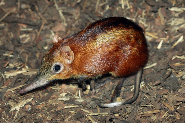 un pequeño roedor con un hocico alargado y un cuerpo de color marrón rojizo