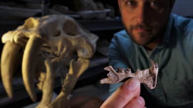 La paleontóloga Ashley Poust sostiene una mandíbula junto al cráneo de un tigre dientes de sable